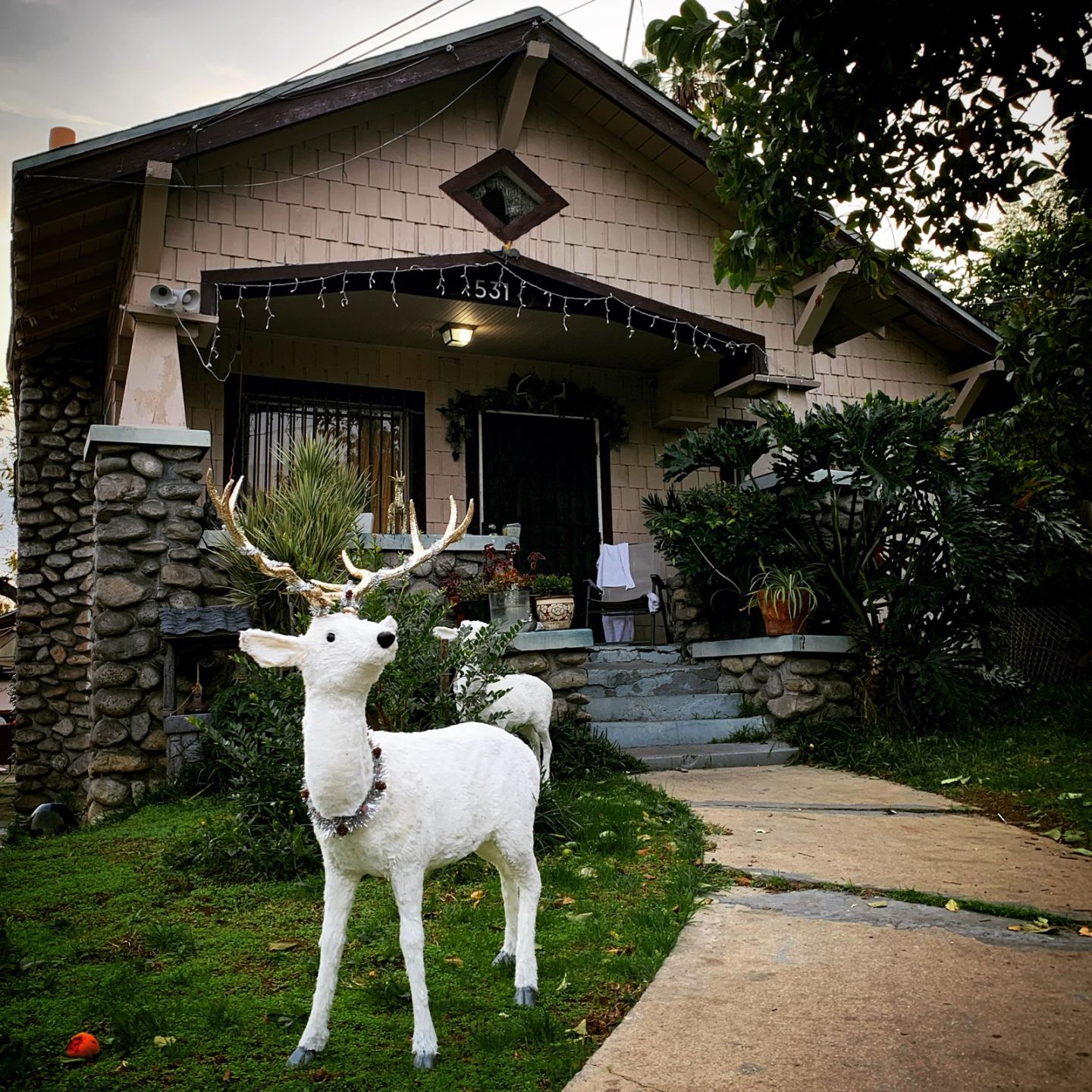 Highland Park Reindeer